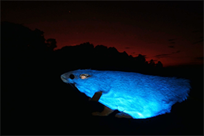 A photoluminescent real-fur rat model glows bright blue in the light of an ultraviolet torch.