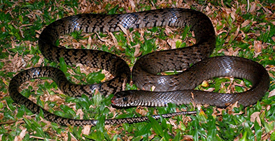 An oriental rat snake (Ptyas mucosa).