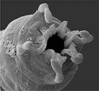 Cloacina magnipapillata (Nematoda: Strongyloidea) from the stomach of a western grey kangaroo, Macropus fuliginosus.