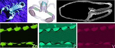 Pedipalps of the Australian black rock scorpion, Urodacus manicatus.