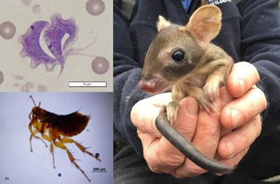 Trypanosoma copemani (top left), Pygiopsylla tunneyi (bottom left) and a woylie (Bettongia penicillata) (right).