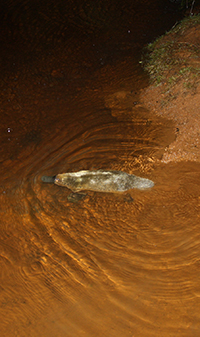 A platypus (Ornithorhynchus anatinus).
