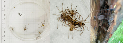 Delena cancerides spiderlings sharing a large prey during a feeding trial.