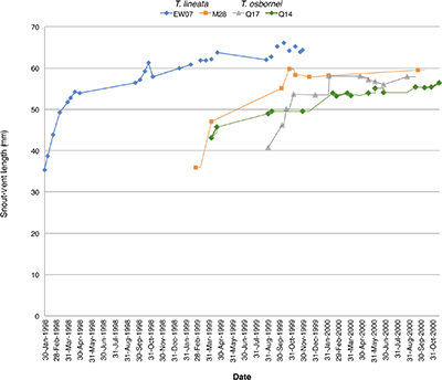Growth (measured as the increase of snout–vent length) of two species of Tympanocryptis lizards over three years.