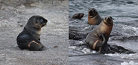 Australian fur seal (Arctocephalus pusillus doriferus) pups.