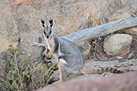 The yellow-footed rock-wallaby (Petrogale xanthopus xanthopus).