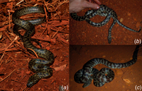 Antaresia species from Cape York Peninsula: (a) A. papuensis, (b) A. maculosa peninsularis and (c) A. childreni.