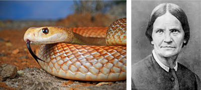 The coastal taipan (left) and the woman who obtained the first specimen known to science, Amalie Dietrich (right).