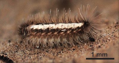 Photograph of Phryssonotus borealis