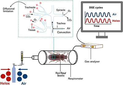 Diagram showing the experimental set-up for this work.