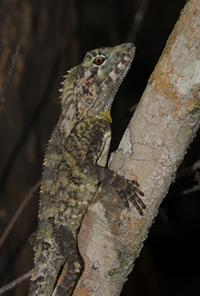 Female Southern Angle-headed Dragon (Lophosaurus spinipes) on a branch.