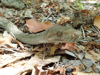Australian python in leaf litter.