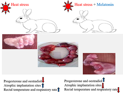 Impacts of melatonin on heat-stressed pregnant rabbits.